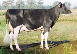 Buhaj, który potwierdził swoją wycenę na córkach Liczba córek 51 Liczba obór 38 Mleko, kg 940 Tłuszcz 29,6 kg -0,11 % Białko 24,0 kg -0,08 % Powtarzalność oceny 0,66-0,73* Indeks produkcyjny, kg 77,6