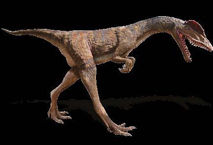 140 cm, długość 290 cm, szerokość