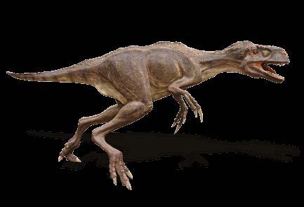 DINOZAURY OFERTA SPECJALNA EOTYRAN
