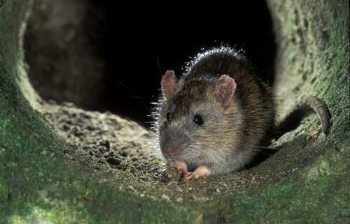 Trucie szczurów w norach łatwe, szybkie, tanie: -