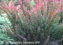 Betula pendula - brzoza brodawkowata Betula pendula należy do średniej wielkości drzew liściastych, zrzucających liście na zimę.