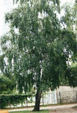 Betula pendula 'Youngii' - brzoza brodawkowata 'Youngii' Malownicze, wolno rosnące