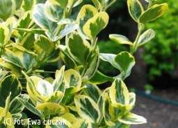 Cornus alba 'Elegantissima' - Dereń biały 'Elegantissima' Okazały, rozłożysty krzew o dekoracyjnych liściach i