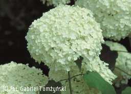 Hydrangea arborescens - Hortensja krzewiasta odm.