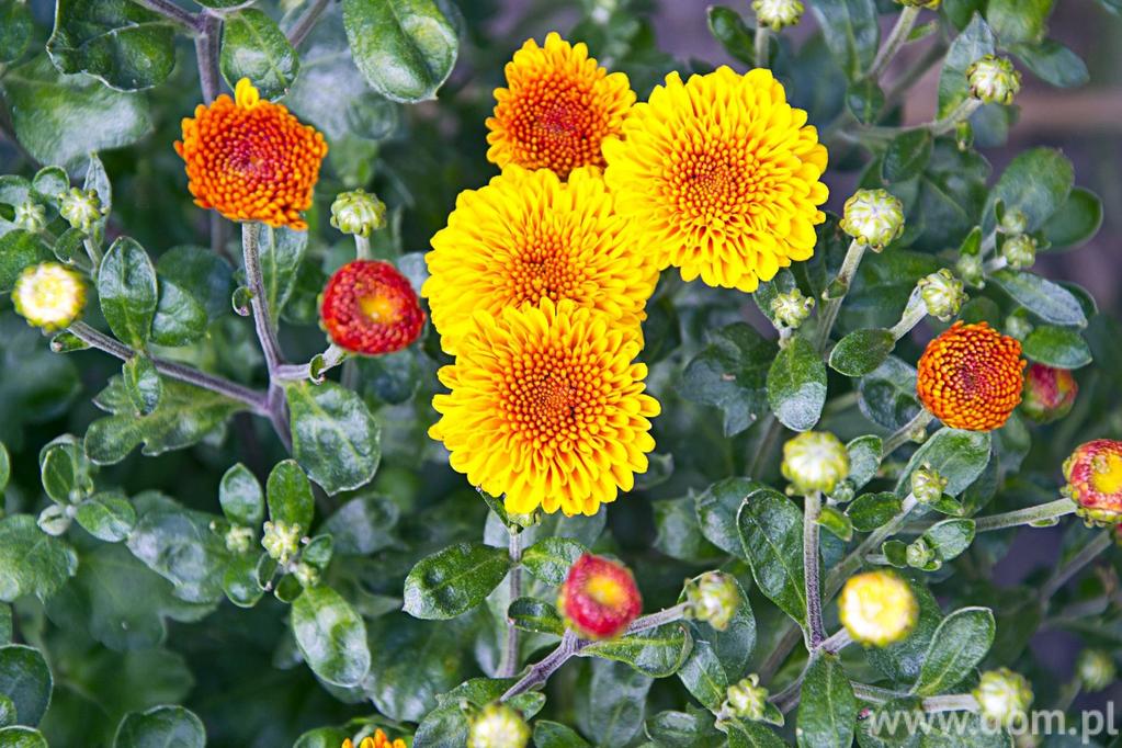 W zależności od typu kwiatów dzielimy chryzantemy na pełne (kwiatostany przypominające kule), pojedyncze (kwiaty na jednym lub kilku okólkach) oraz anemonowe (z wypukłym środkiem).