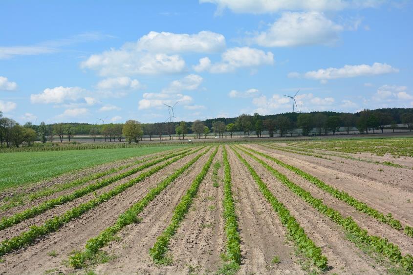 Utrzymywanie elitarnych sadów zraźnikowych, plantacji matecznych roślin jagodowych i podkładek