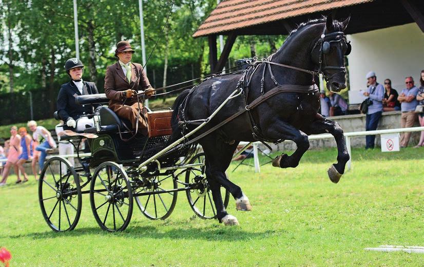 HODOWLA wysoko ocenione: typ 10, pokrój 9, stęp 9,5, kłus 9,5, kondycja i pielęgnacja 10, a więc oceny maksymalne albo do nich zbliżone.