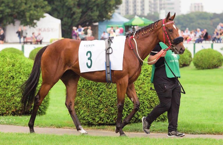 najlepszych koni polskiej hodowli w Derby zdobyły: GARDEMARIN (Alandi Galiba po Gold Away) hod. Millennium Stud Sp. z o.o. szósty 1 lipca i również szósty w St.