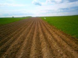 .pl https://www..pl chwastów dwuliściennych w ziemniakach bywa również mało skuteczna w przypadku dużej wilgotności gleby, czy bardziej rozwiniętych chwastów.
