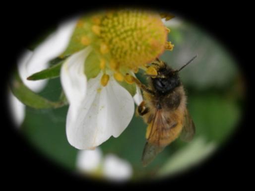 Zakład Pszczelnictwa w Puławach Pracownia Zapylania Roślin Hodowla pszczół samotnic sposobem na uzupełnienie niedoborów zapylaczy