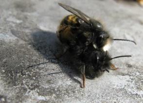 Murarka rogata Osmia cornuta (miesiarkowate Megachilidae) Murarka rogata jest nieco większą pszczołą niż murarka ogrodowa, długość ciała samic wynosi około 10-14 mm, samców 12-14 mm.