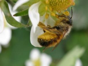 Murarka ogrodowa Osmia rufa (syn. Osmia bicornis, miesiarkowate Megachilidae) Ze względu na sposób transportowania pyłku pszczoła murarka należy do tzw. brzuchozbieraczek.
