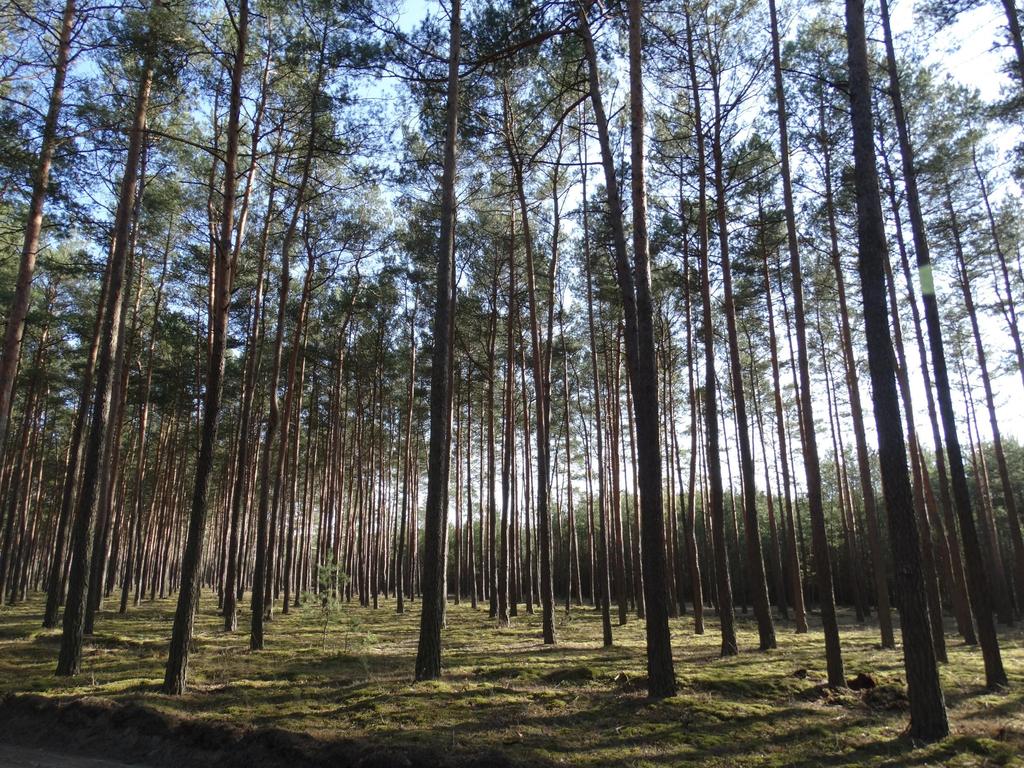 Obszar Natura 2000 Puszcza Notecka Obszar ten jest to wielkim kompleksem leśnym rozciągającym się od Santoka i Skwierzyny do Obornik i Rogoźna.