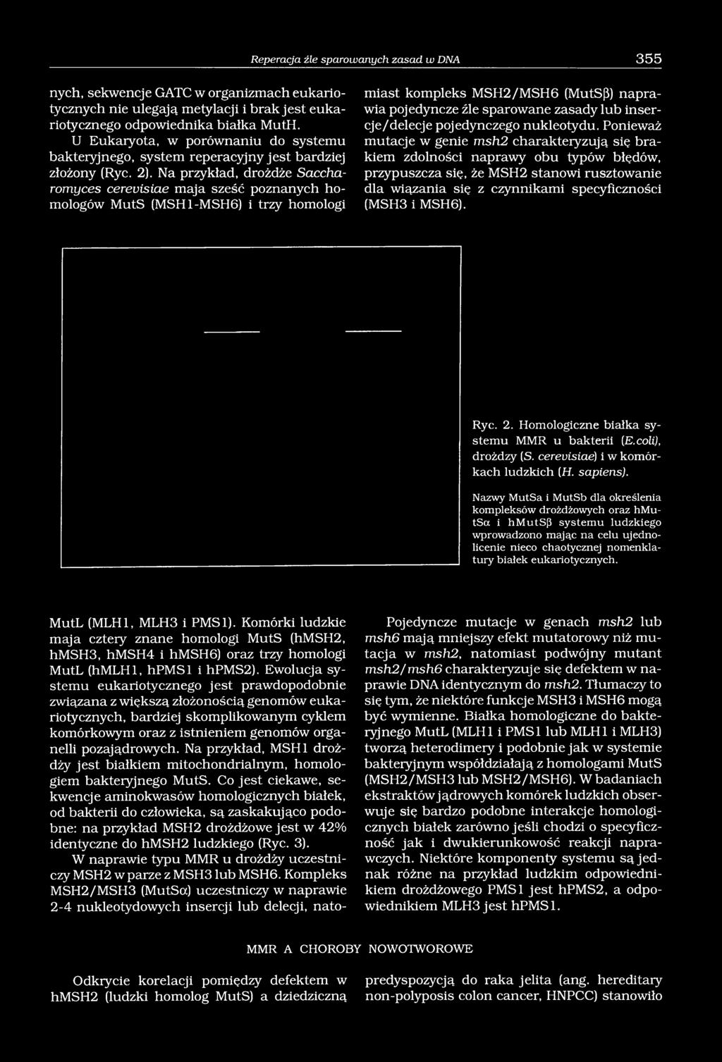 Na przykład, drożdże Saccharomyces cerevisiae maja sześć poznanych homologów MutS (MSH1-MSH6) i trzy homologi miast kompleks MSH2/MSH6 (MutS(3) naprawia pojedyncze źle sparowane zasady lub