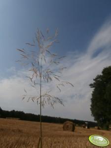 Zwalczanie miotły zbożowej pozwoli nam znacznie podwyższyć opłacalność naszych upraw (fot. AgroFoto.pl, użytkownik: RafaDomagaa) Biorąc pod uwagę fakt, iż chwast ten jest obecny na powierzchni ok.