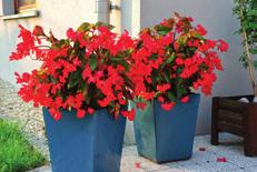 HIBISKUS - KETMIA SYRYJSKA