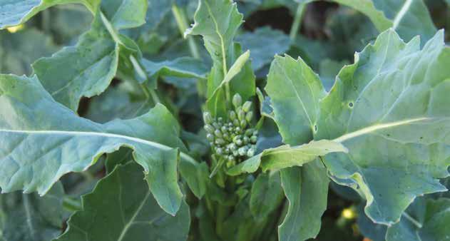 C-WEED AMINO BIOSTYMULATORY RADICAL BOSTYMULATORY Produkt przeznaczony do stosowania nalistnego przyspieszający rozwój i zwiększający odporność traktowanych roślin na czynniki stresowe.