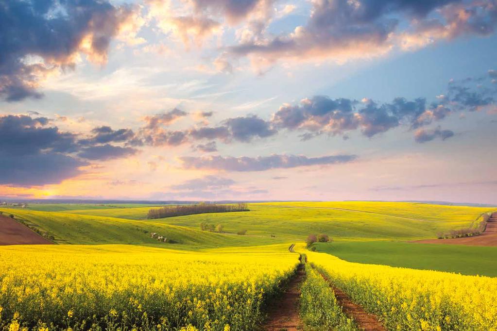 SPIS TREŚCI WSTĘP AGROCHELATY NAWOŻENIE DOLISTNE ROŚLIN - ELEMENT NOWOCZESNYCH TECHNOLOGII PRODUKCJI... 4. AGROCHELAT Z+K...5. AGROCHELAT R+B... 6. AGROCHELAT ZRÓWNOWAŻONY...7. AGROCHELAT FOSFOROWY.