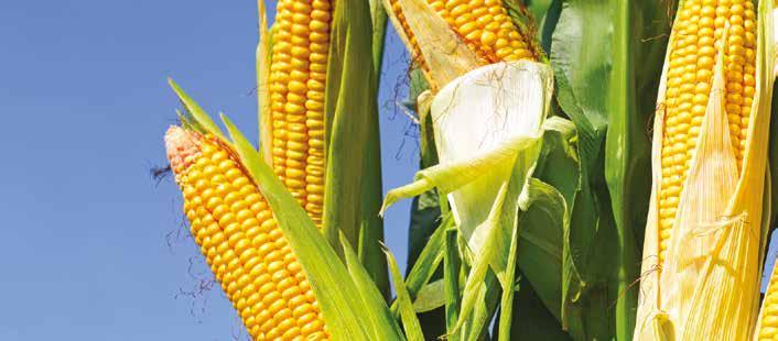 AGROCHELAT R+B NAWOZY DOLISTNE AGROCHELAT ZRÓWNOWAŻONY NAWOZY DOLISTNE Nawóz dolistny Wieloskładnikowy nawóz krystaliczny do rozpuszczania w wodzie o zrównoważonym składzie makro i mikroelementowym