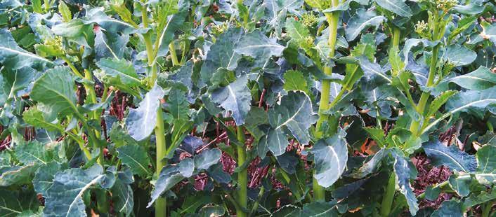 Strączkowe: II dawki w ilości po 2,0 kg/ha. Warzywa: 2-3 zabiegi w ilości 1,0-2,0 kg, a w przypadku kapustnych 2,0-3,0 kg.
