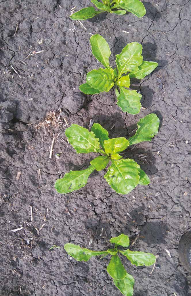 Agro-Sieć Sp. z o.o. ul.