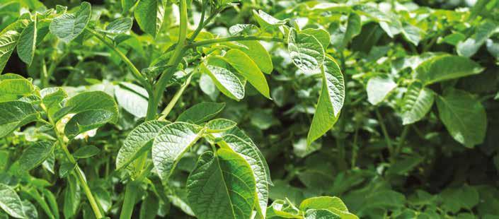 AGROCHELAT FOSFOROWY NAWOZY DOLISTNE AGROCHELAT POTASOWY NAWOZY DOLISTNE ZALECANE ZASTOSOWANIE: W uprawach rolniczych: 2-5 oprysków nawozem co 10-14 dni w stężeniu 0,4-1,5 (0,4-1,5 kg nawozu w 100 dm