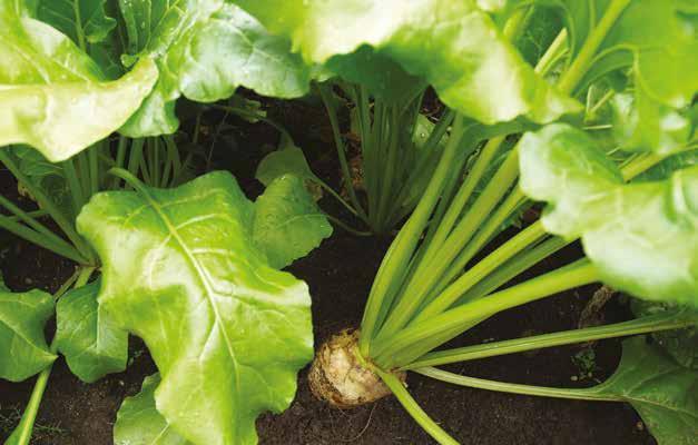 roztworów, stosowany dolistnie. Stosowany dolistnie do dokarmiania zbóż, kukurydzy, ziemniaków i innych upraw. Dlaczego ten produkt?