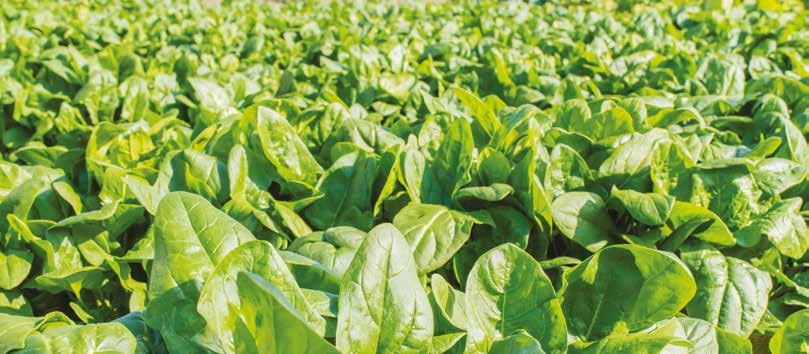 AGROCHELAT Mn NAWOZY DOLISTNE AGROCHELAT Zn NAWOZY DOLISTNE Zawiera 11,3 % - manganu ZALECANE ZASTOSOWANIE: Nawóz w zależności od