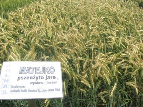 zboża Przewódki Przewódki to odmiany zbóż jarych, najczęścej pszenicy i pszenżyta, które mogą być wysiewane późną jesienią (od końca października do połowy listopada), a w sprzyjających warunkach
