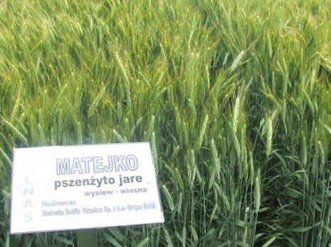 Ten sposób uprawy polecany jest głównie jako pewna możliwość po roślinach późno schodzących z pola (kukurydza na ziarno, burak cukrowy, późne odmiany ziemniaka), gdy minął optymalny termin siewów