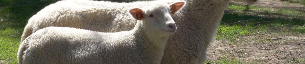 The study was designed to determine the fatty acid profile of lamb grease wool and to investigate the effect of bathing on its composition.
