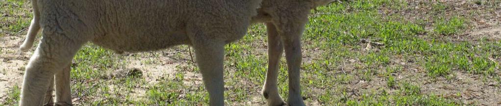 On the other hand, the control lamb samples contained twice as much myristic acid (C14:0) and 1.5 times as much palmitoleic acid (C16:1).