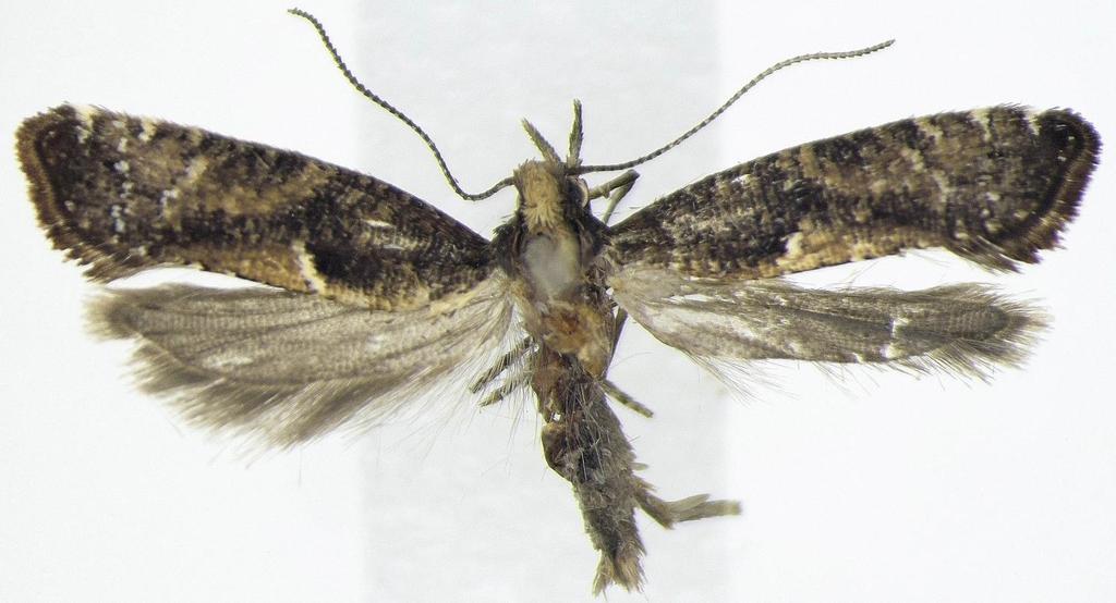 Fig. 7.