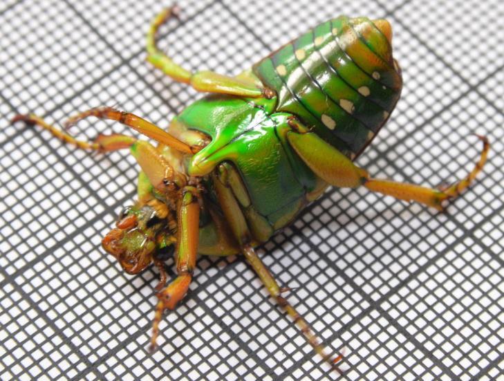 Obserwowane gatunki to: Mecynorrhina torquata ugandensis (MOSER, 1907), Eudicella hornimanni (BATES, 1877), Eudicella euthalia hereroensis KRAATZ, 1900, Eudicela aethiopica MÜLLER, 1941