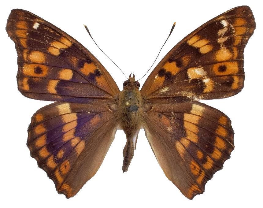 Fig. 2.