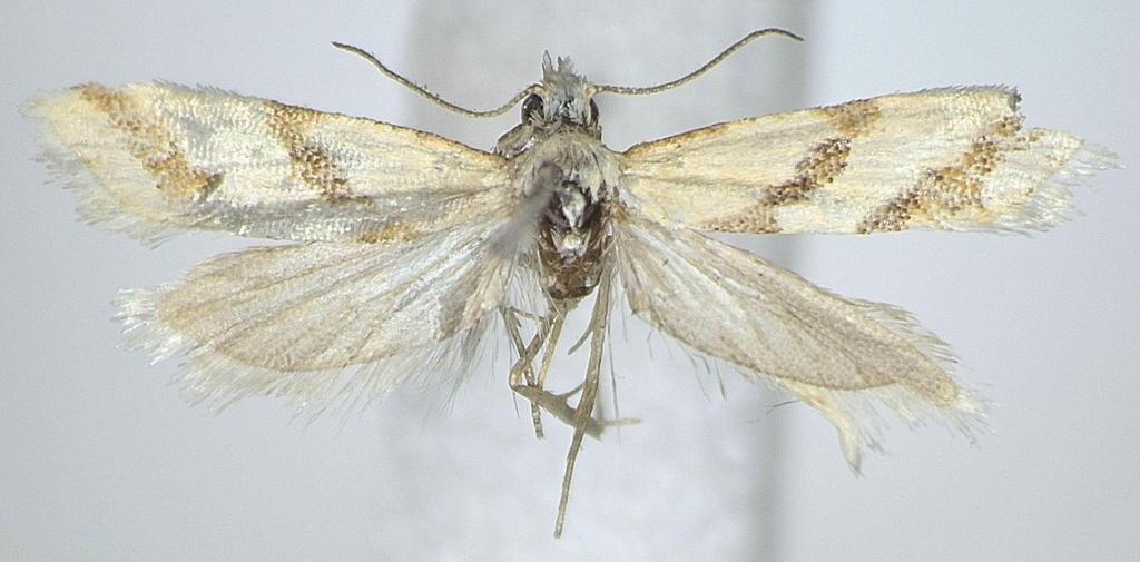 Fig. 4a.