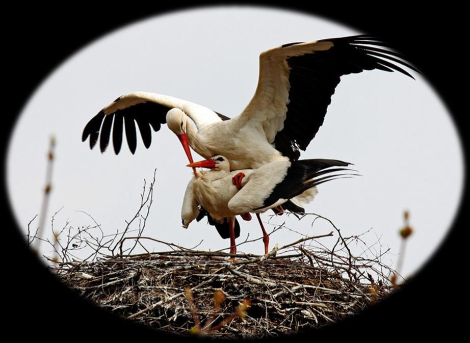 W ten sposób samiec oznajmia zajęcie gniazda, stara się zwabić samicę, a klekot wydawany w duecie przez ptaki obu płci jest