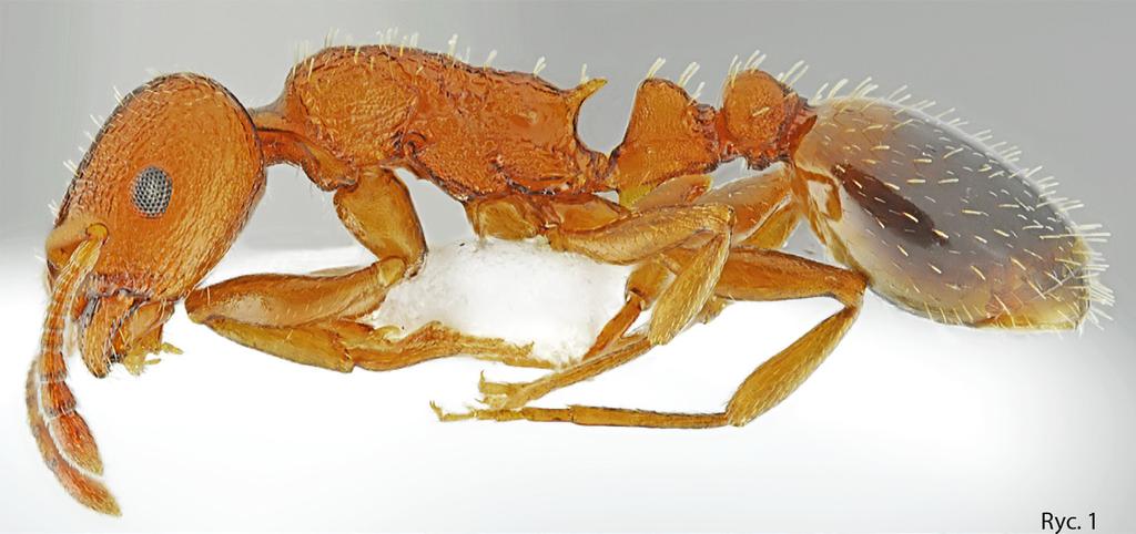 50 S. SALATA, P. ŻURAWLEW, J.K. KOWALCZYK Temnothorax corticalis (SCHENCK, 1852) Nizina Wielkopolsko-Kujawska: YT04 Gołuchów, 14 VI 2013, 5w, 29 VII 2017, 1w, leg. PŻ, det.