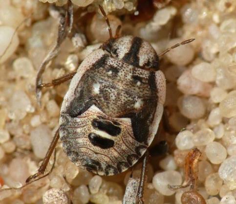 Wtedy również podano pierwsze stanowisko tego gatunku w Polsce. Gatunek nowy dla Beskidu Zachodniego i Dolnego Śląska. Pentatomidae Menaccarus arenicola (Scholtz, 1847) Wyżyna Małopolska: Wełecz k.