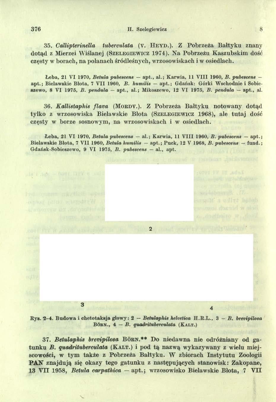 376 H. Szelegiewicz 8 35. Callipterinella tuberculata (V. H e y d.). Z Pobrzeża Bałtyku znany dotąd z Mierzei W iślanej (S z e l e g ie w ic z 1974).