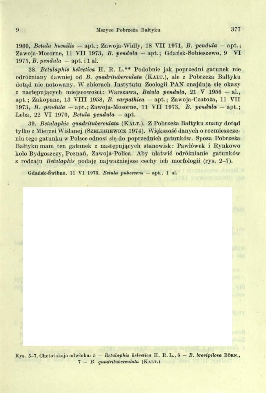 9 Muzyce Pobrzeża Bałtyku 377 1960, Betula humilis apt.; Zawoja-Widły, 18 VII 1971, li. pendnla apt.; Zawoja-Mosorne, 11 VII 1973, B. pendula apt.; Gdańsk-Sobieszewo, 9 VI 1975, B. pendvla apt.