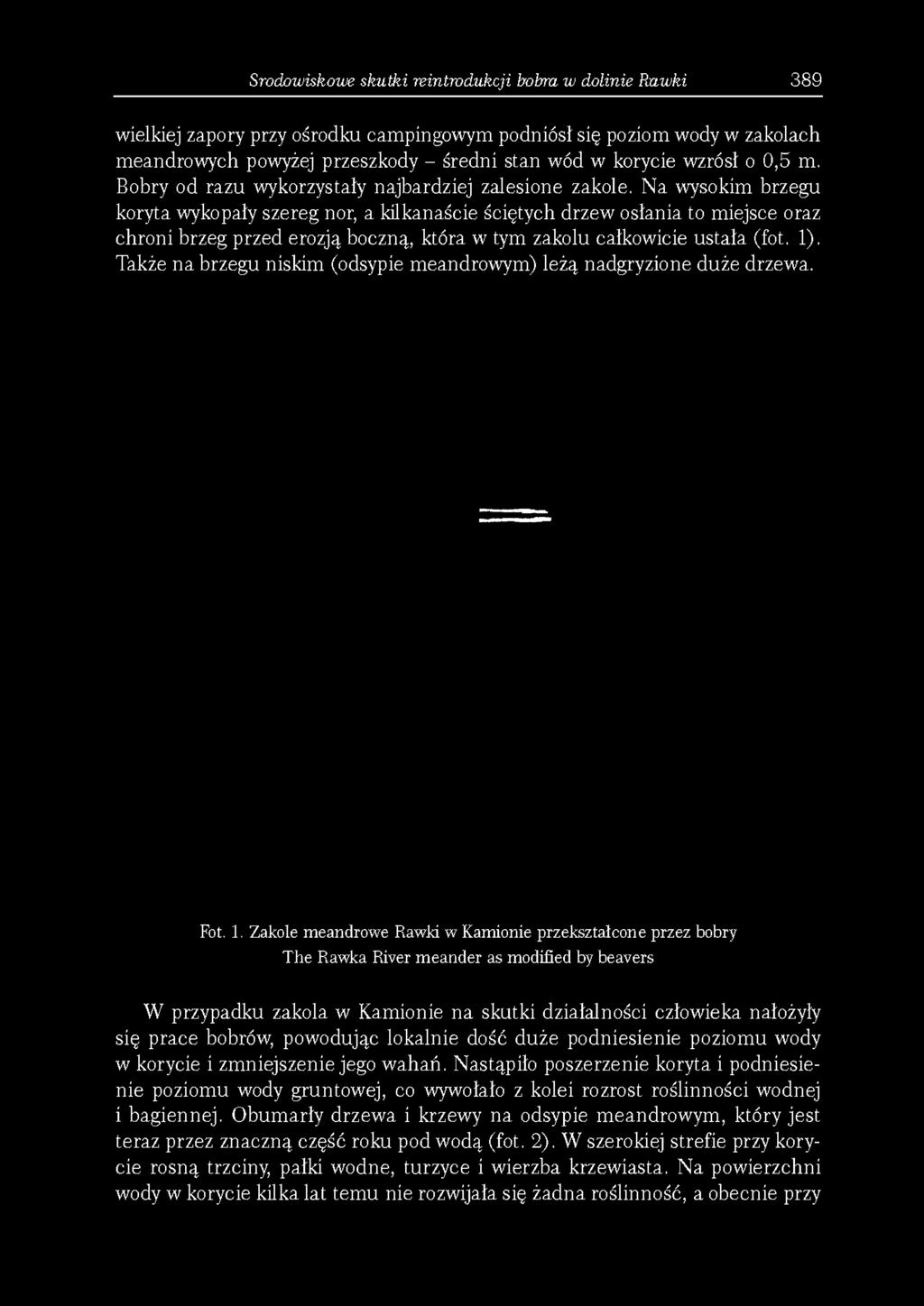 Bobry od razu wykorzystały najbardziej zalesione zakole.