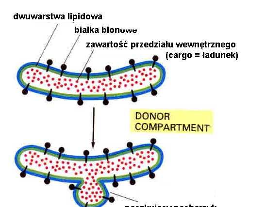 Transport pęcherzykowy sortowanie