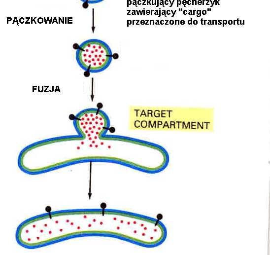 zachowanie asymetrii zachowanie