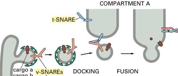 Transport pęcherzykowy transport, dokowanie, fuzja SNARE (SNAP
