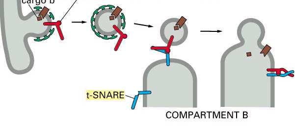 protein receptor) v-snare (vehicle) na powierzchni pęcherzyków