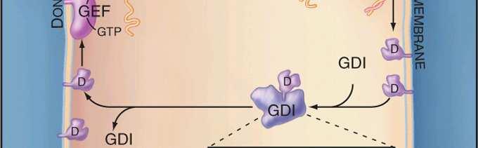 GTP-azowy Rab rekrutacja białek motorycznych