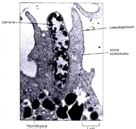 erytrocytów dziennie) Fagocytoza