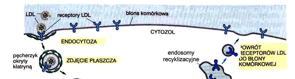 Endocytoza