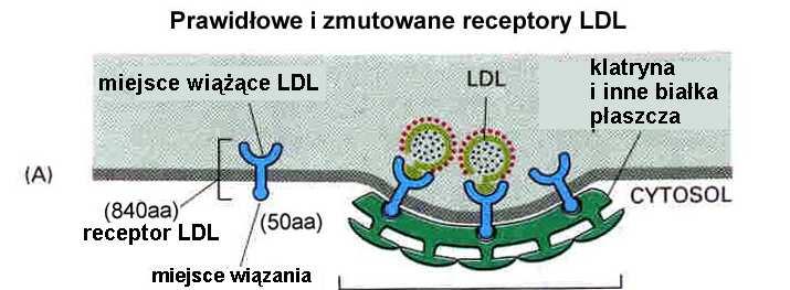 endocytoza kierowana receptorami (np.